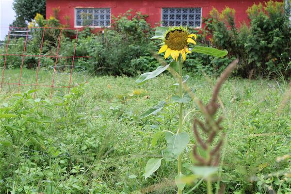 Sunflower